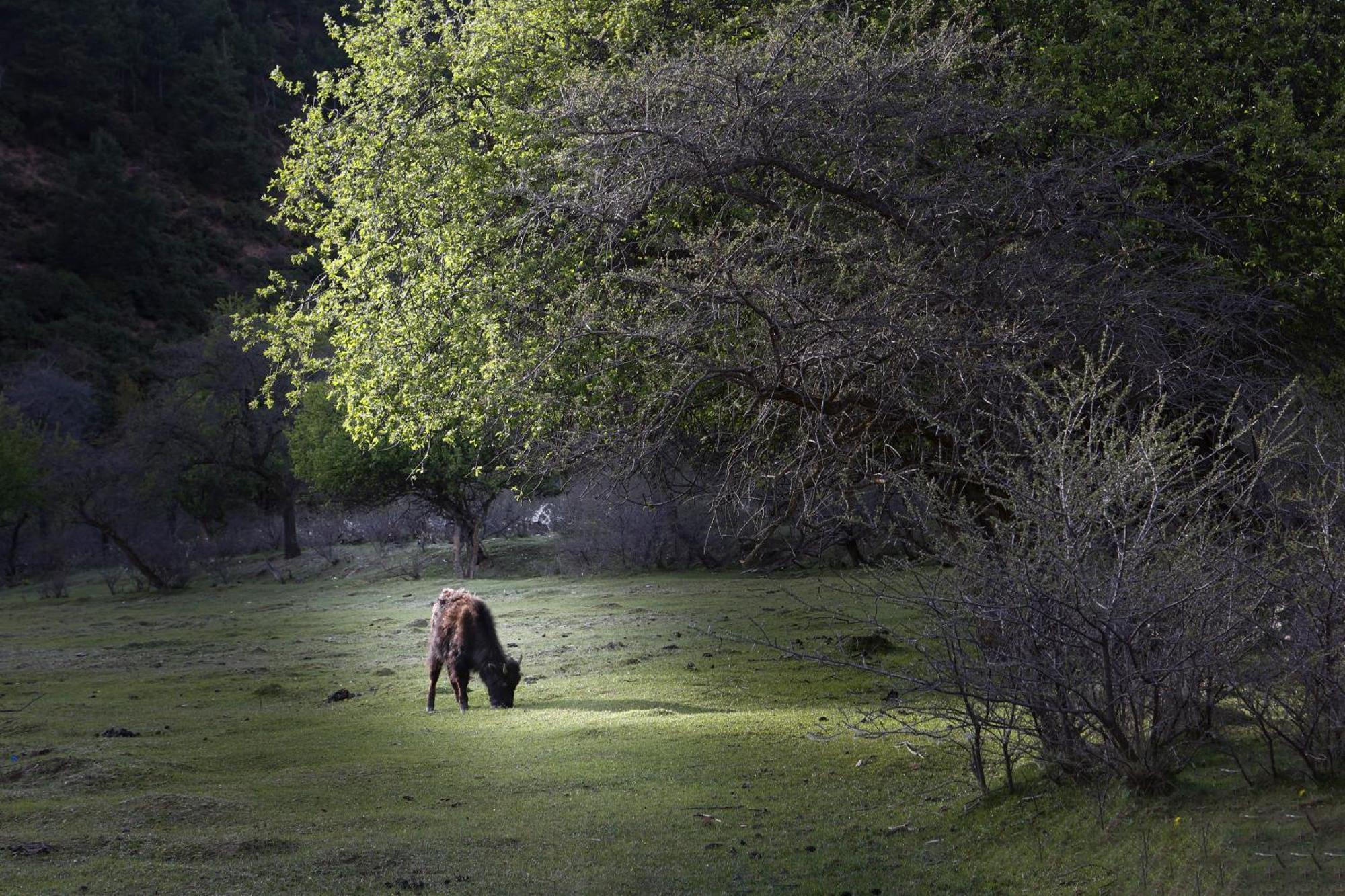 Banyan Tree Ringha Hotell Shangri-La Eksteriør bilde